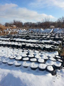 Potted pecan trees in the winter